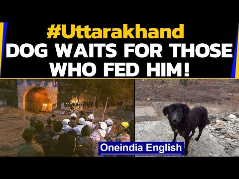 Uttarakhand Glacier: This heartwarming dog story will melt your heart| Oneindia News