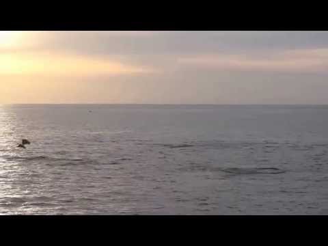 Manta Rays Do Belly Flops