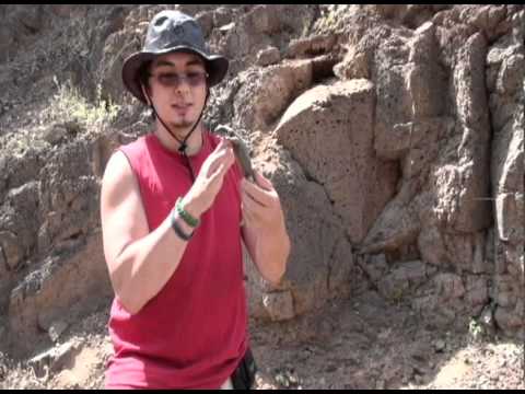 Herping with Luka: Desert Iguanas and Chuckwallas!!!