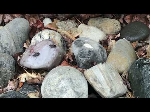 Rock Bed Full of Boxelder Bugs in Allentown, NJ