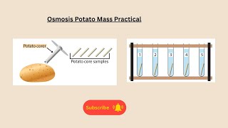 Osmosis potato mass practical