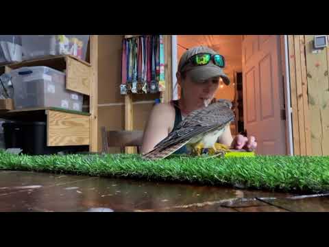 Kestrel Trading Disc