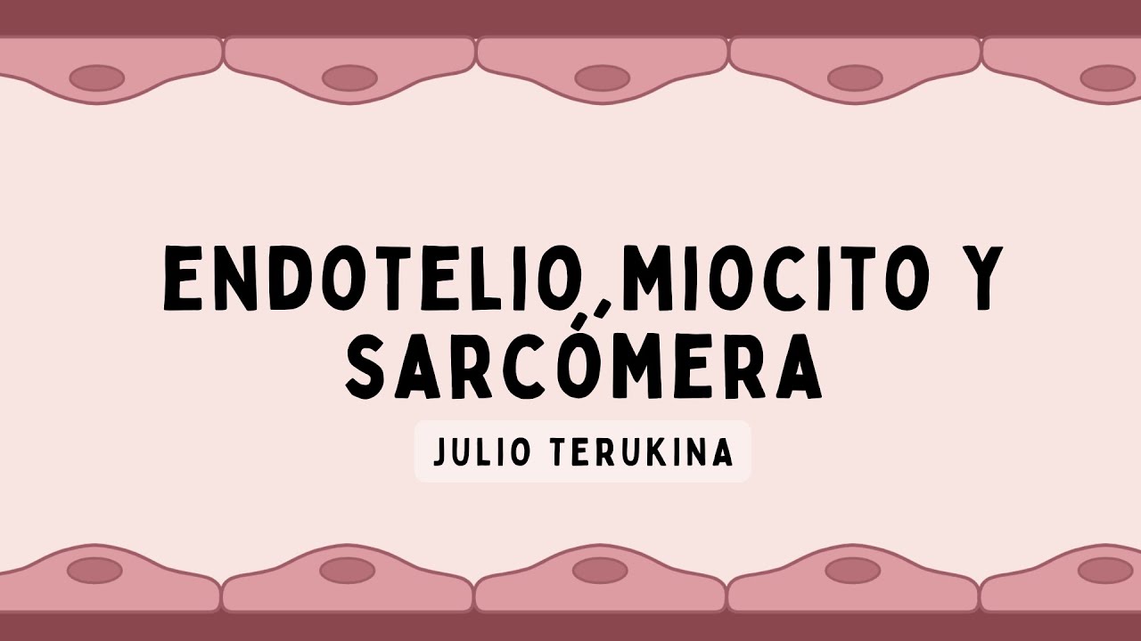 ENDOTELIO, MIOCITO Y SARCÓMERA: Aterosclerosis y Contracción Cardíaca | Fisiología Cardíaca