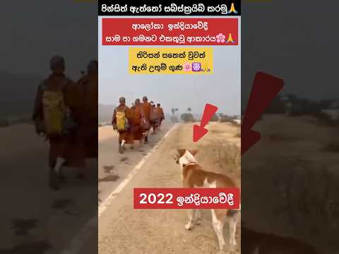 ආලෝකාගේ දුර්ලභ හැමෝම හොයපු වීඩියෝව!සතෙක් වුනත් බුදුදහමට ඇති ලෙන්ගතුකම ☸️🙏