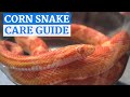 Corn Snake In Depth Care Video