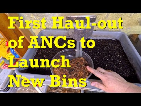 1st haul-out of ANC worms after 20 days of horizontal migration - vermicompost