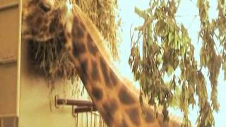 Chico Unicornio - Safari (Vídeo)