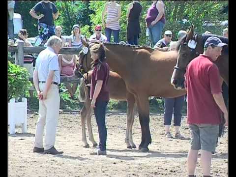 Fohlenchamionat Nordfriesland 2013 - Siegerstuten
