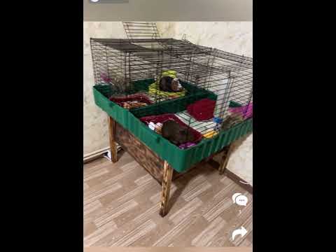 Клетка для кролика 80х47х45, грызунов, морской свинки Roklet