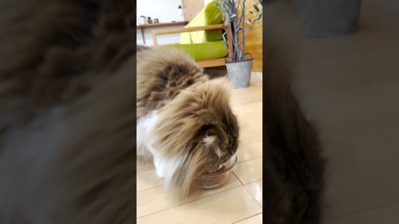 こっちゃん5歳になりました #こっちゃん #猫 #スコティッシュフォールド