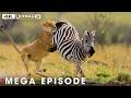 Ultimate Predators When Lion Attack Ep 2 MEGA EPISODE Nature Animal Documentary