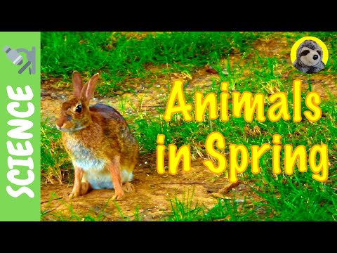 SPRING for KIDS! | Animals in Spring
