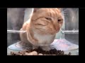Cat mewing 🧏‍♂️