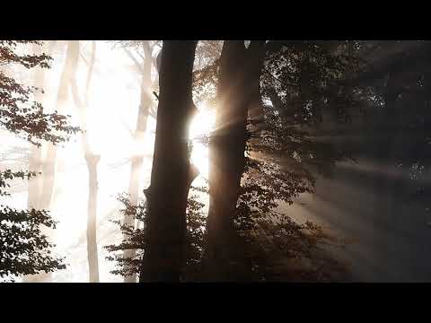 Andakt: Bön till tröst