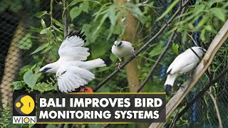 Download lagu Bali improves bird monitoring systems in a bid to boost the Mynah population | World English News mp3