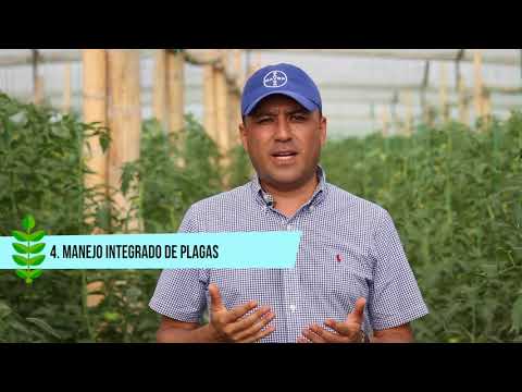 , title : 'Las cinco claves de éxito en un cultivo de Tomate'