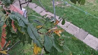 I threw my phone into the tree. Here's what happened!