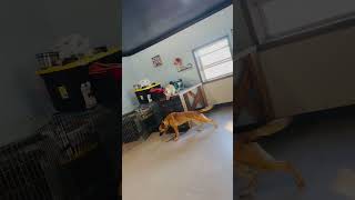 Video preview image #1 Mutt Puppy For Sale in Stevens Point, WI, USA
