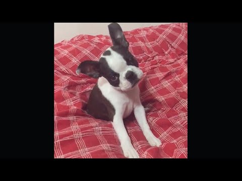 Awakening | Freshpet commercial :30