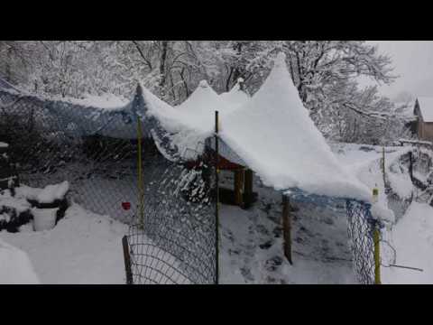 Es schneit! Hahn im Schneezelt * Altsteirer *