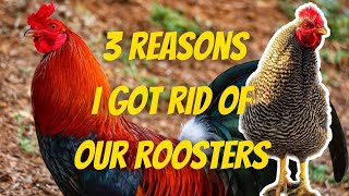 3 Reasons I Got Rid of My Roosters