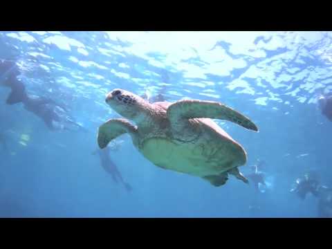 Snorkeling Australia Big Girl Turtle Still OK