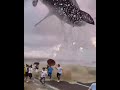 Shark In Tamil
