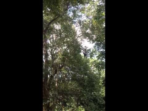 Gibbons in the Jungle in Chiang Mai.