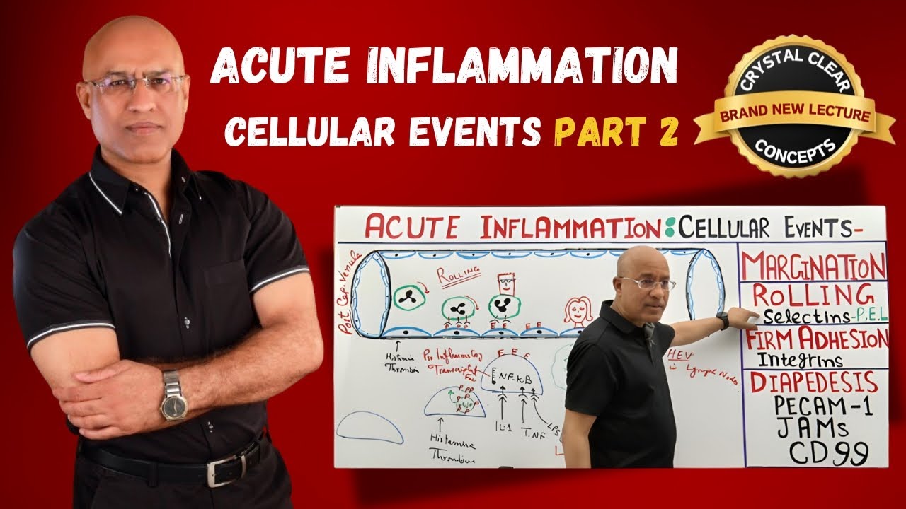 Acute Inflammation Cellular Events | Rolling | Selectins | Immunology | Part 2 - YouTube