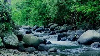 Sleep Better Tonight with Soothing Forest Sounds