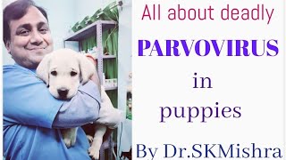 What is Canine Parvo Virus? How can we protect our puppy from Parvo virus attack( in Hindi )