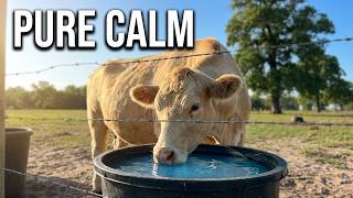 1 Hour of Texas Cows Coming Up for Water & Morning Grazing | Calming Farm Sounds Sleep & Relaxation