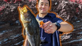 Dive Knife to Fish?