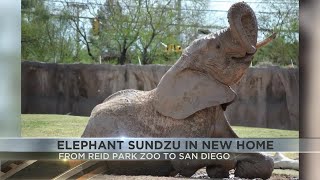 Nandi and Penzi’s big brother finds new home in San Diego after transferred from Reid Park Zoo