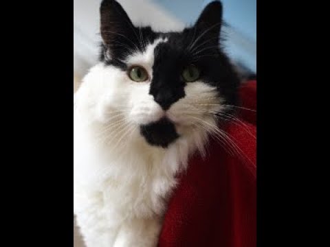 How-to give fluids to your cat - no stress tutorial - YouTube