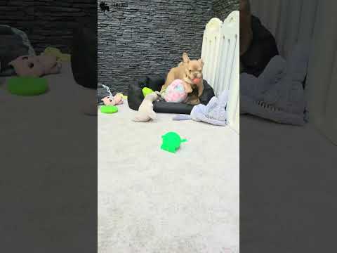 Video 1