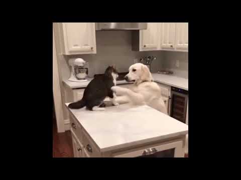 Dumm Gelaufen - Hunde und Katzen machen was sie wollen!!