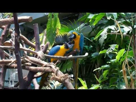 Macaws at California Academy of Science