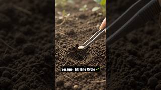 Download lagu Sesame (Til) Life Cycle 🌱 | Seed to Sesame Seeds | Complete Growth Timelapse. #shorts mp3
