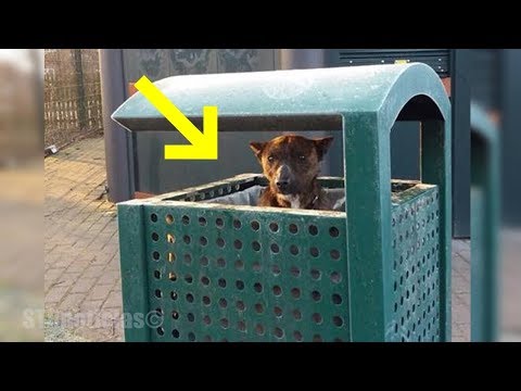 Encuentran un perro en la basura, luego su rescatador se acerca para descubrir lo más desgarrador Video