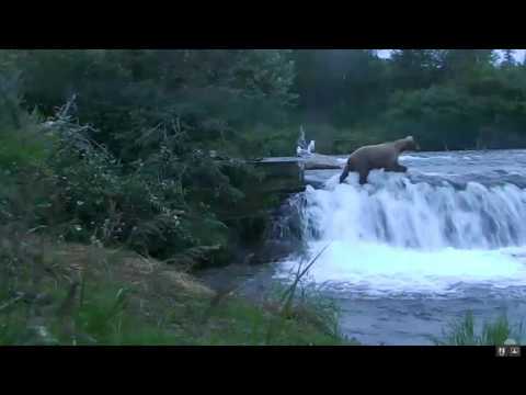 Riverwatch cam view of 128's scuffle with the big bad bear