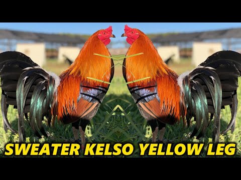 Yellow Leg Kelso Sweater Hatch Grey - Rancho Torito Jr Beautiful Birds
