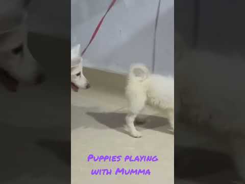 Puppies playing with mumma #viral #shortvideos #shorts #cute #spitzpuppy #dogs #pratyush #dogslover