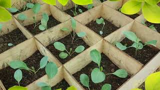 บริษัท แม่พิมพ์ จำกัด โครงการสวนผักที่บ้านฉัน