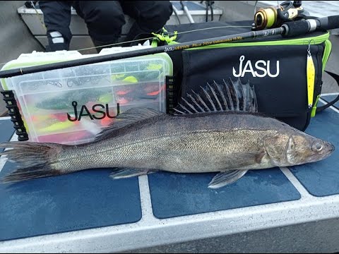 Kuha Jasu jalolla | Jasu | Kalastus