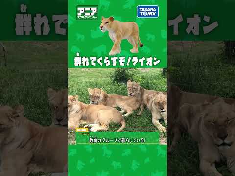 群れでくらすぞ！ライオン　#アニア #アニア研究所 #タカラトミー #shorts #アドベンチャーワールド