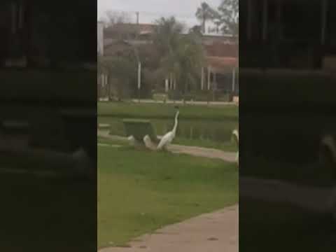 Garça passeando no centro de Lagoa Santa GO. #lagoasantago #vertigobikenaestrada