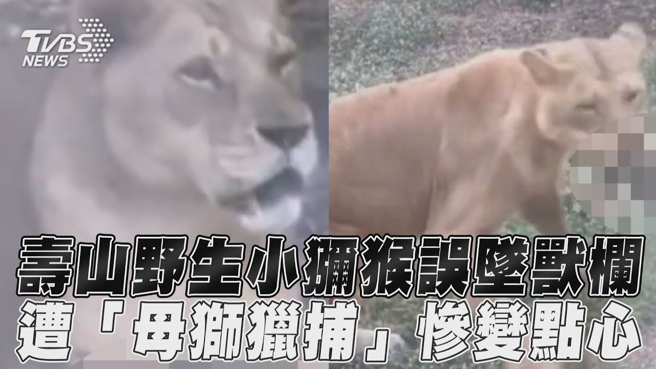 野生小獼猴因嬉戲墜圍欄 母獅撲上咬死壽山動物園回應了