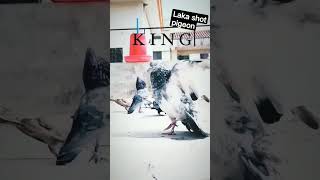 King Kabootar not for sell only shok status#shots #viral