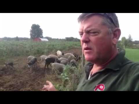 download lagu mp3 mp4 Are Apples Good For Pigs, download lagu Are Apples Good For Pigs gratis, unduh video klip Are Apples Good For Pigs